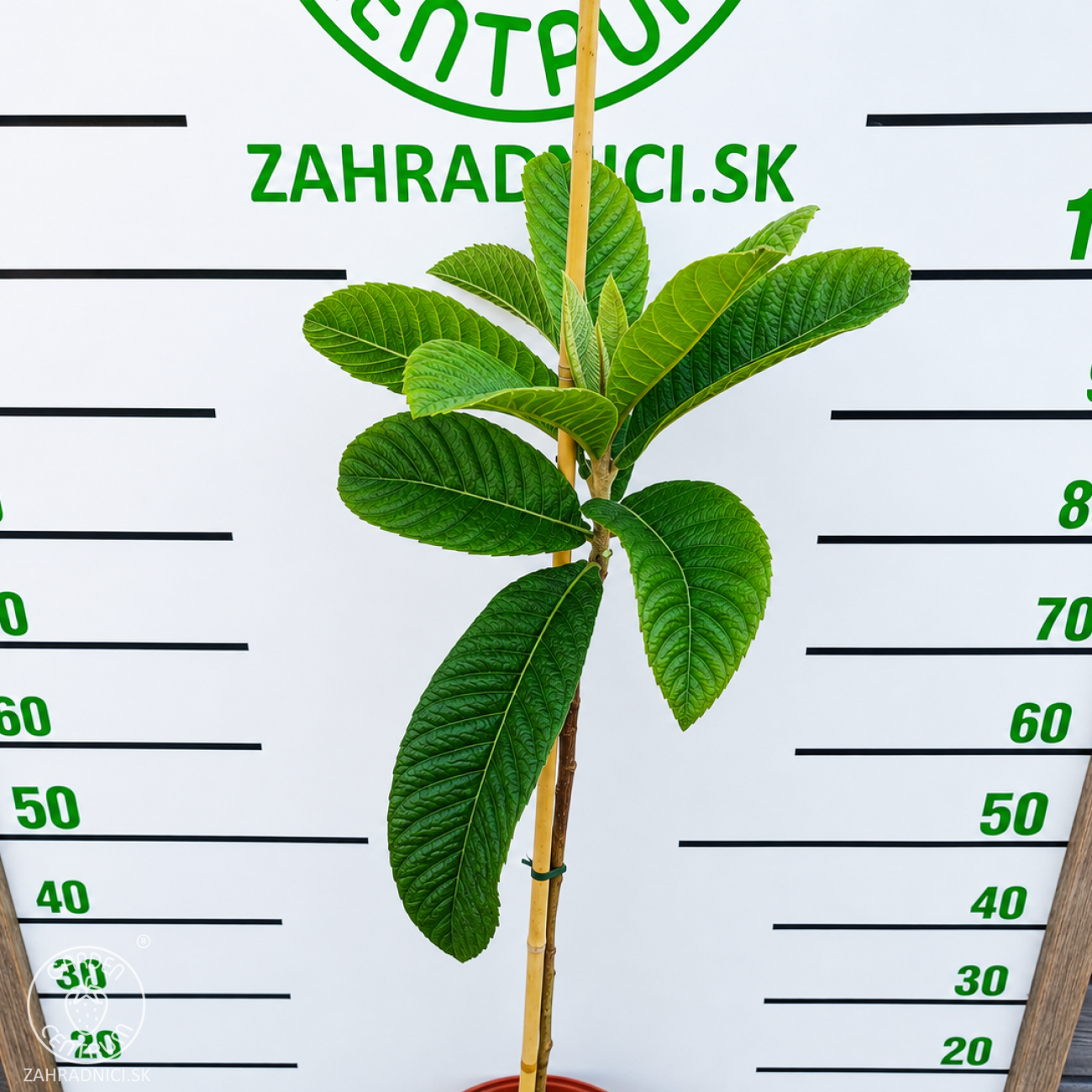 Obrázok Mišpuľa japonská (Eriobotrya japonica) - výška 80-110 cm, kont. C5L (-12°C) - NA KMIENKU